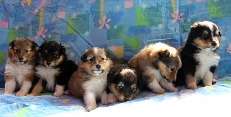  Щенки шелти. Рыжие, черные. Помощь в доставке