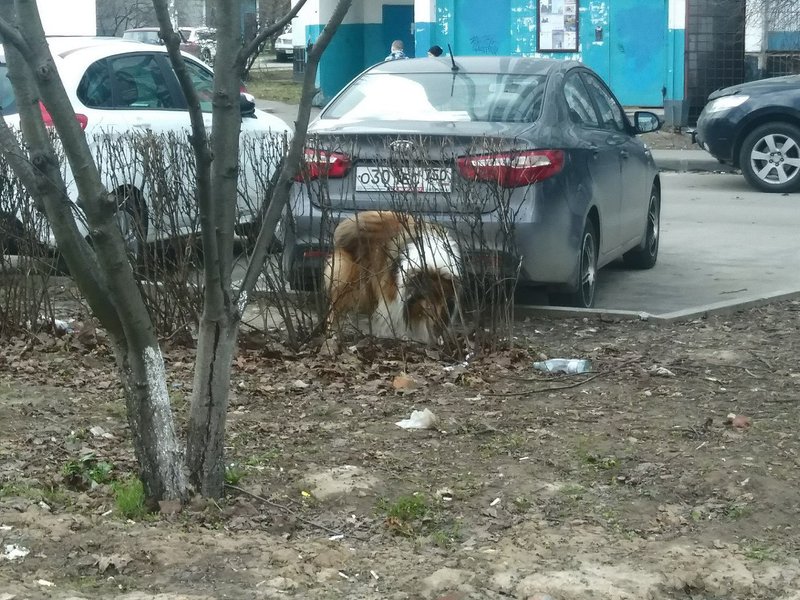 ФОРУМ ЛЮБИТЕЛЕЙ КОЛЛИ И ШЕЛТИ 