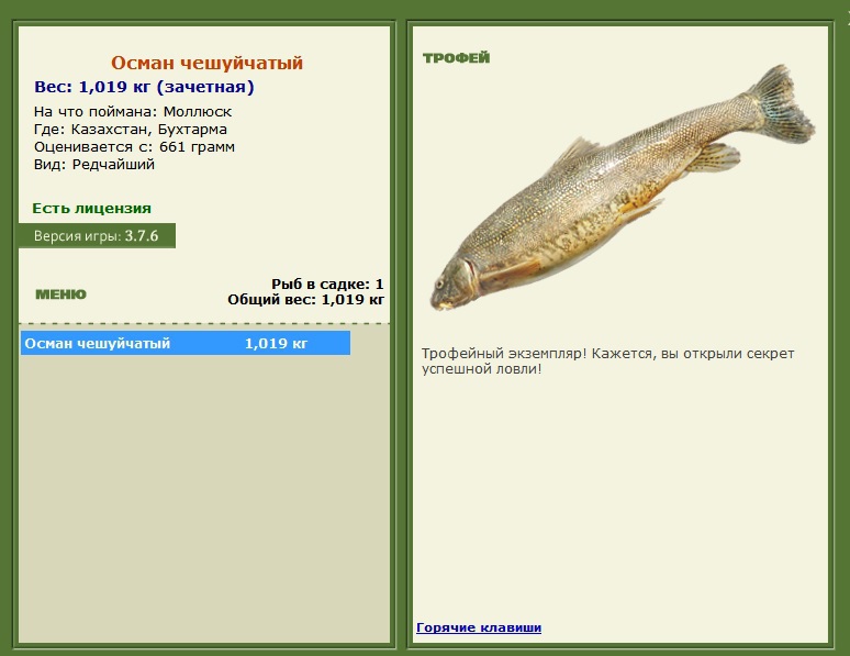 Осман чешуйчатый 