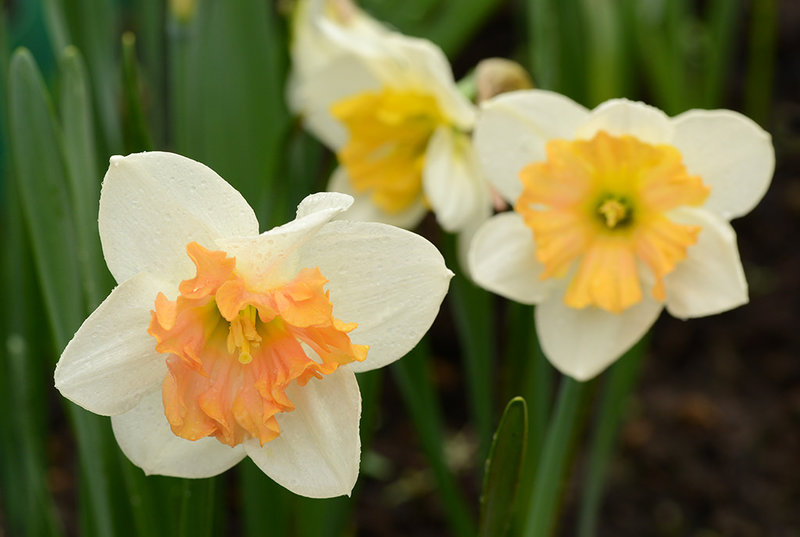 Нарцисс Гибридный