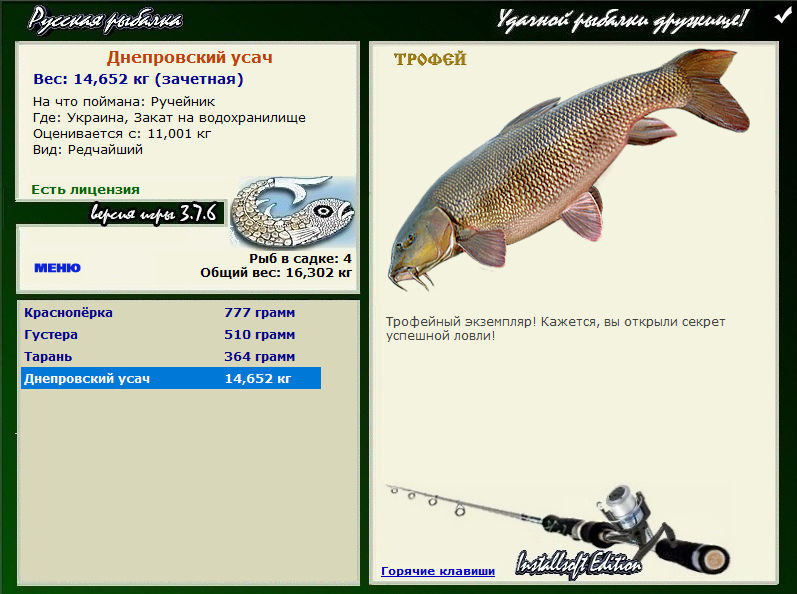 Днепровский усач 