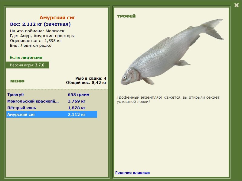 Амурский сиг 