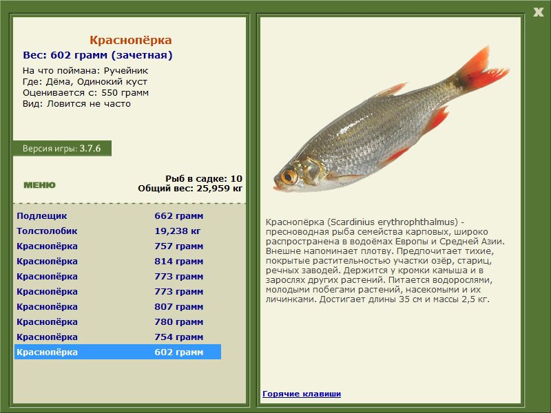 Одинокий куст 