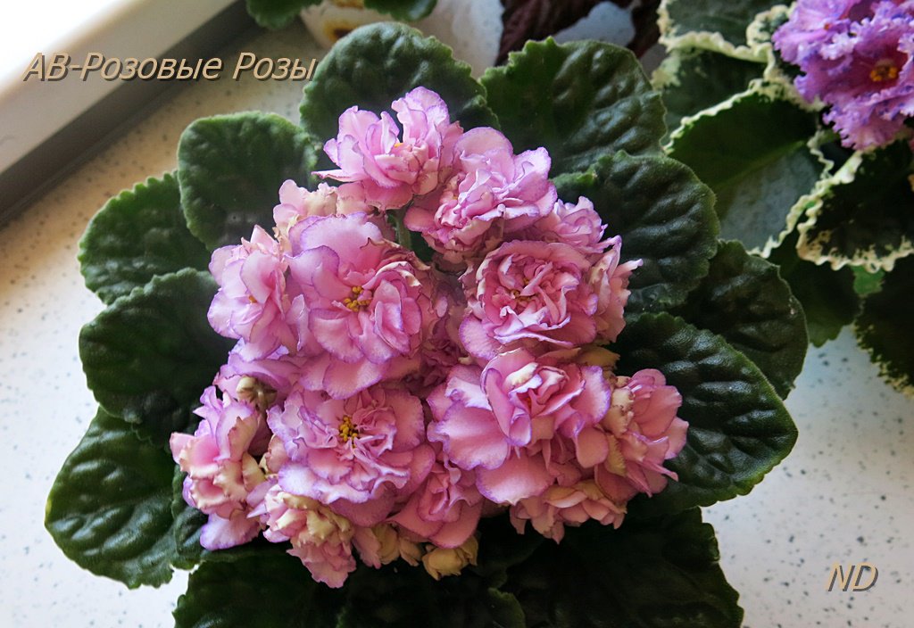 Фиалка розовые розы фото и описание сорта фото