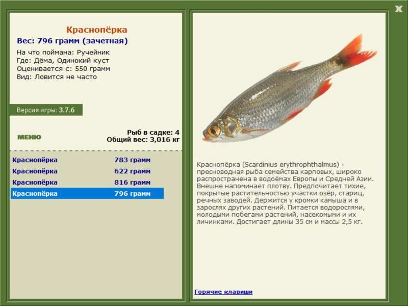 Одинокий куст 