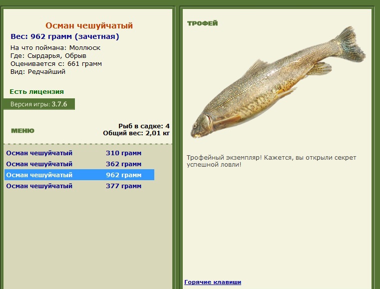 Осман чешуйчатый 