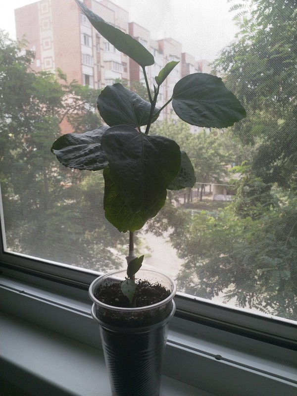 Коробейники 