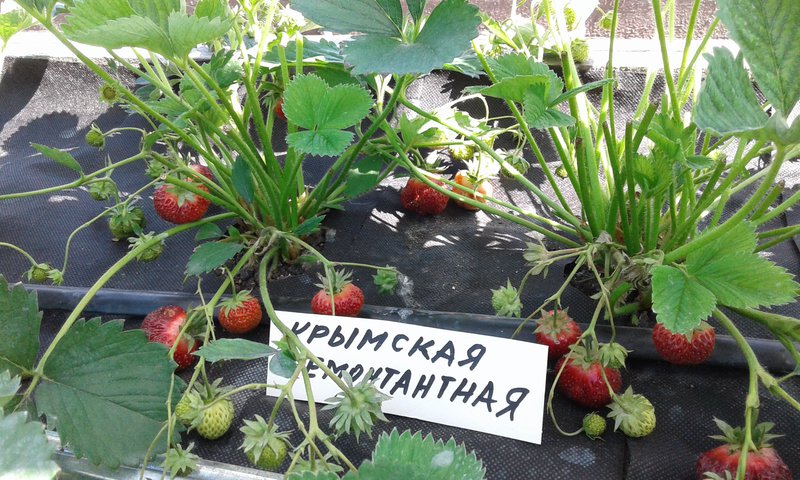 Болезни и вредители земляники