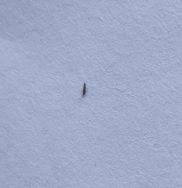 Болезни и вредители земляники