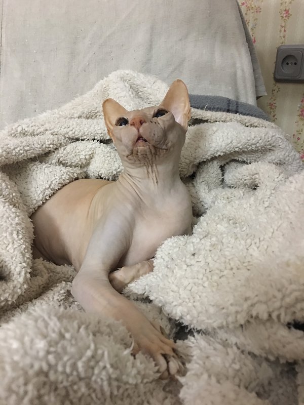 Коробейники 