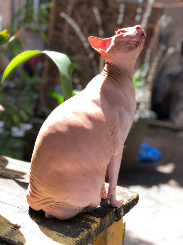 Коробейники 