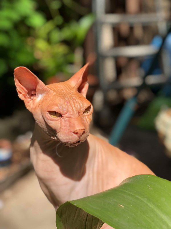 Коробейники 