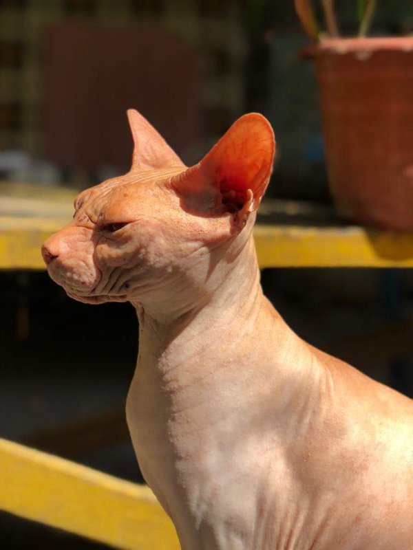 Коробейники 