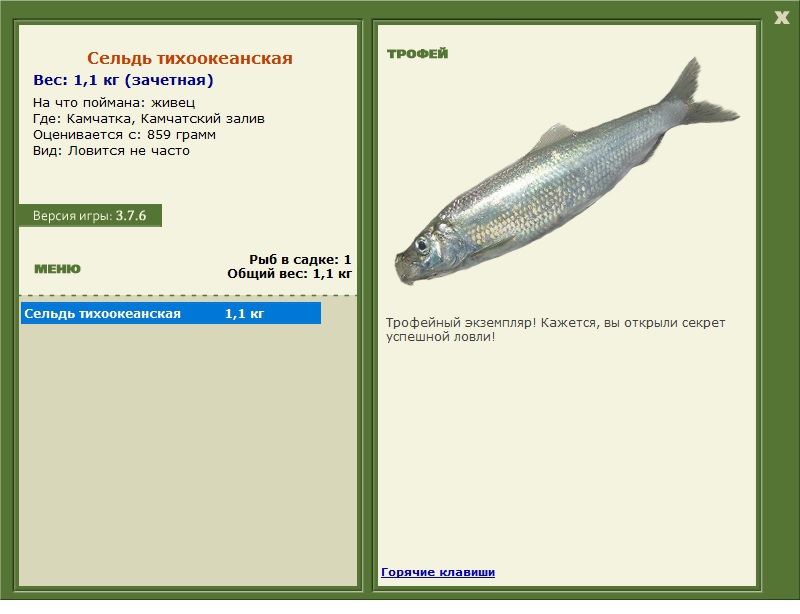 Сельдь тихоокеанская 