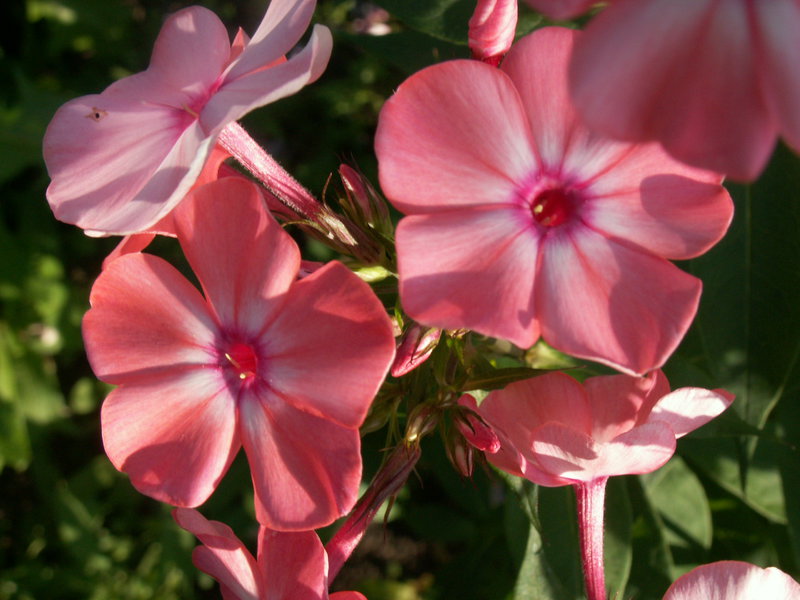 Флокс Метельчатый