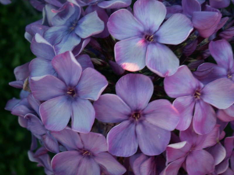 Флокс Метельчатый