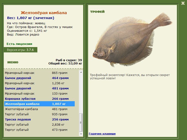 Желтопёрая камбала 