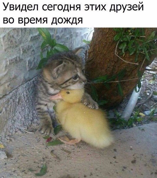 Прикольные картинки, фото, видео