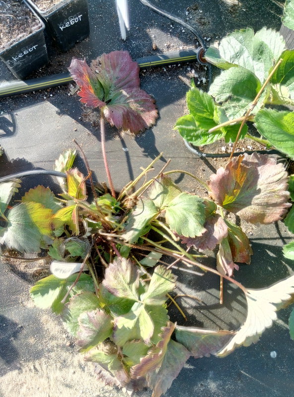 Болезни и вредители земляники