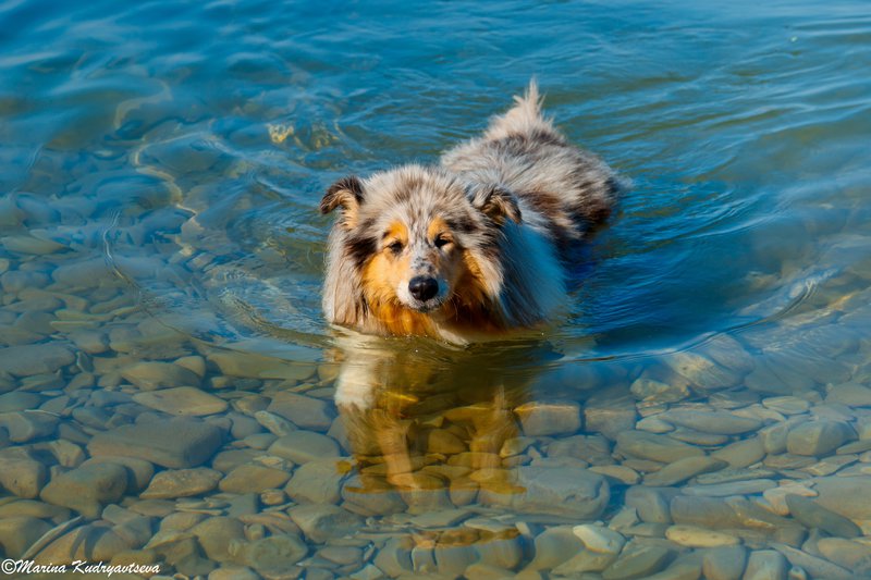  Давайте знакомиться! Колли на берегах Черного моря!