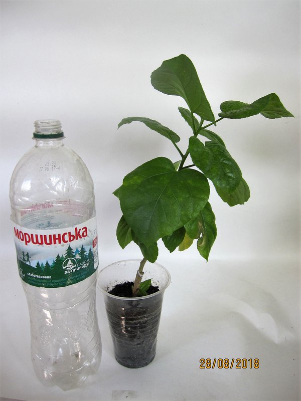 Коробейники 