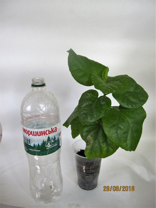 Коробейники 