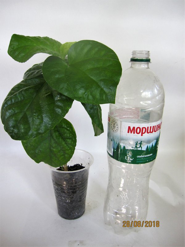 Коробейники 