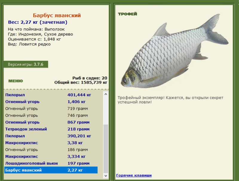 Барбус яванский 