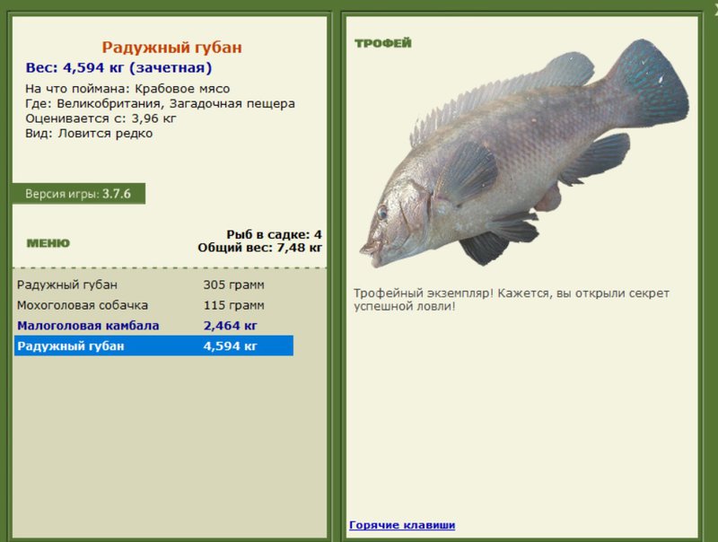 Радужный губан 