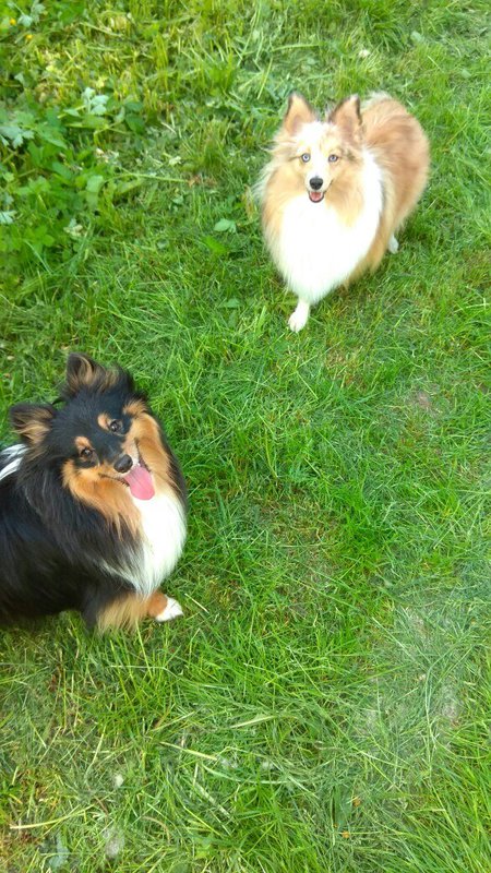  BatMan and Fox!