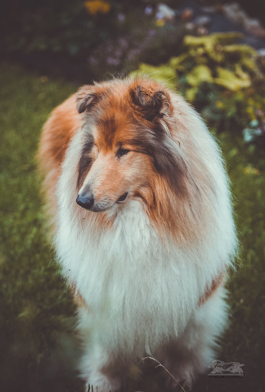 ФОРУМ ЛЮБИТЕЛЕЙ КОЛЛИ И ШЕЛТИ • Просмотр темы