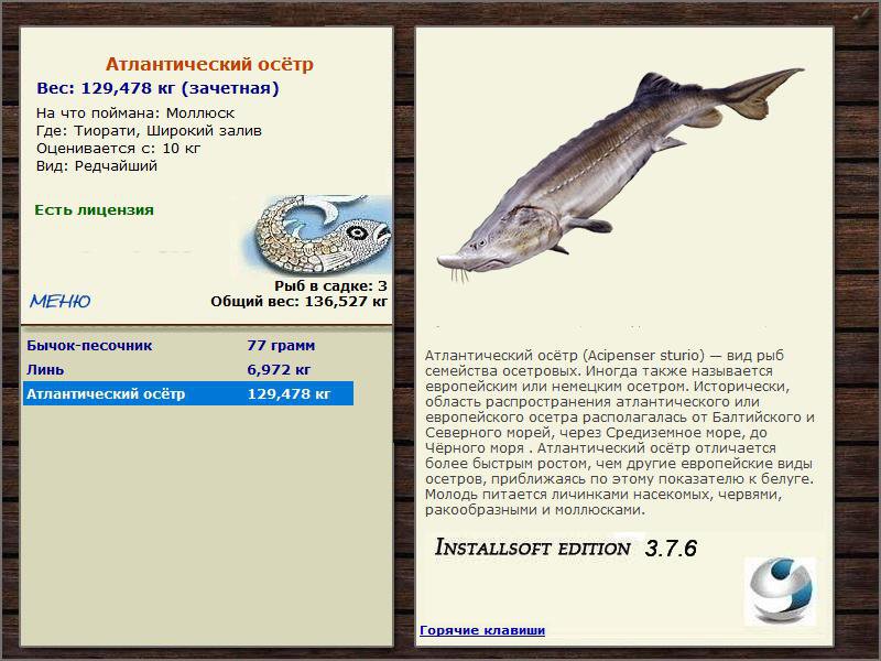 Широкий залив 