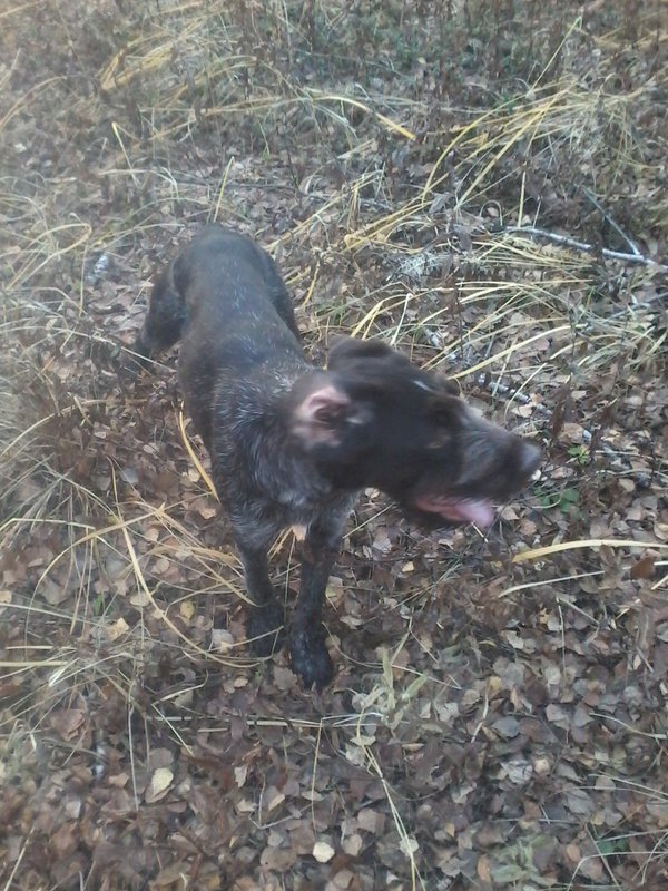  Страница 3 - hunt72.ru | КЛУБ ОХОТНИКОВ СИБИРИ (ТЮМЕНЬ, ХМАО-Югра, ЯНАО)