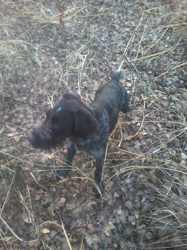  Страница 3 - hunt72.ru | КЛУБ ОХОТНИКОВ СИБИРИ (ТЮМЕНЬ, ХМАО-Югра, ЯНАО)