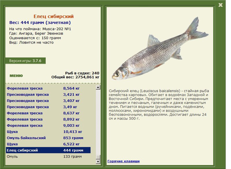Елец Сибирский 