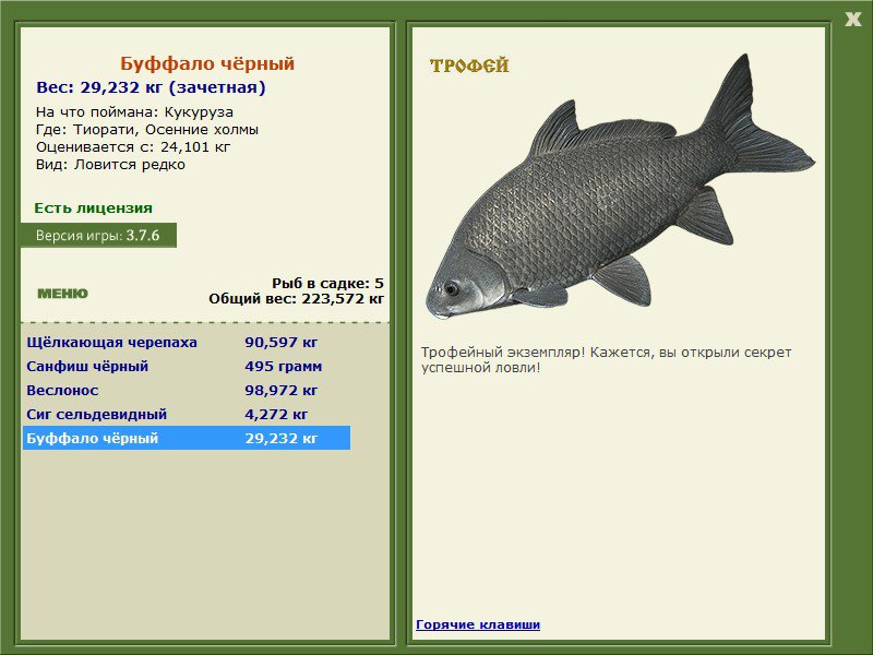 Буффало чёрный 