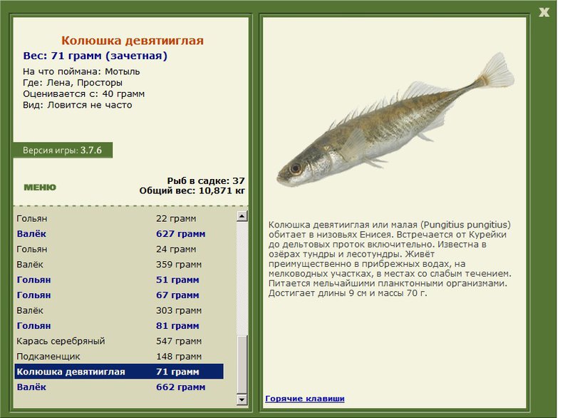 Колюшка девятииглая 