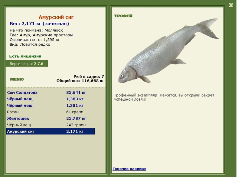 Амурский сиг 