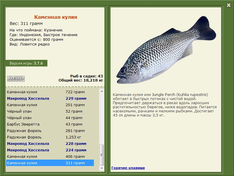 Быстрое течение 