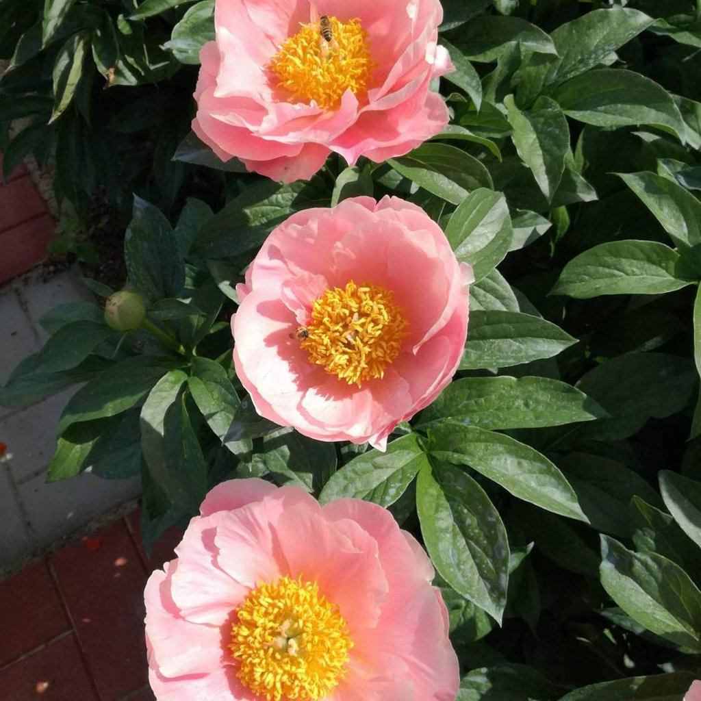 Пион Салмон Дрим Paeonia Salmon