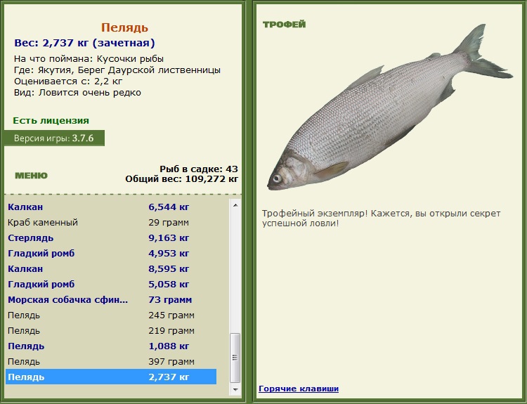 Пелядь 