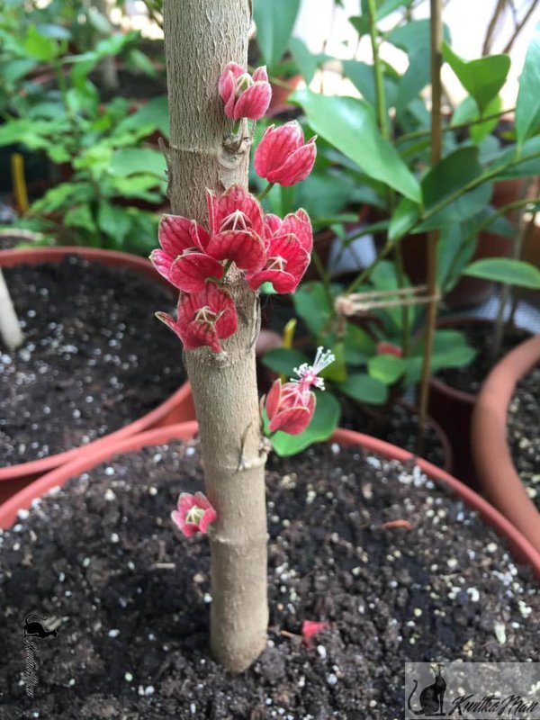 Goethea strictiflora