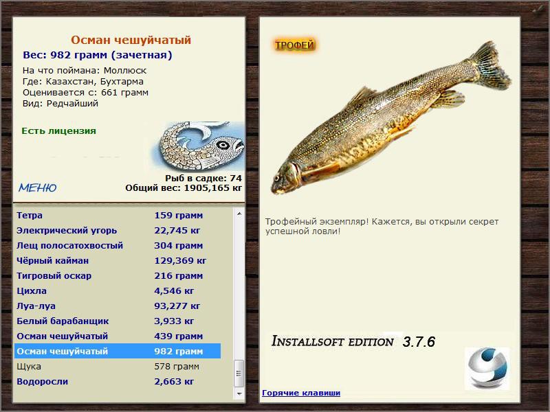 Бухтарма 
