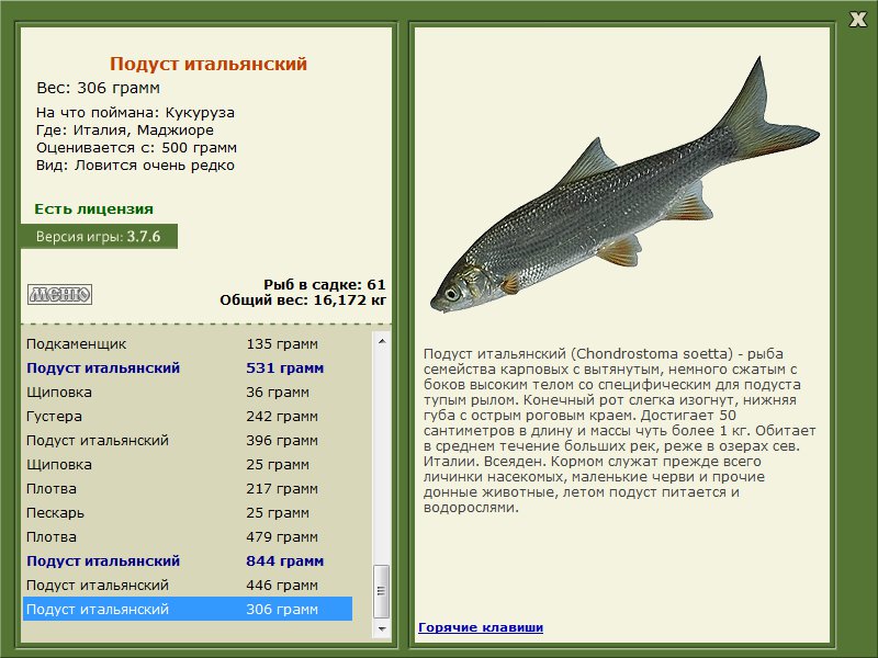 Маджиоре 