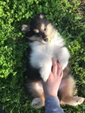 ФОРУМ ЛЮБИТЕЛЕЙ КОЛЛИ И ШЕЛТИ 
