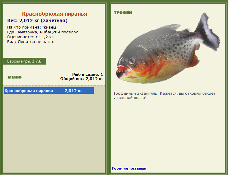 Краснобрюхая пиранья 