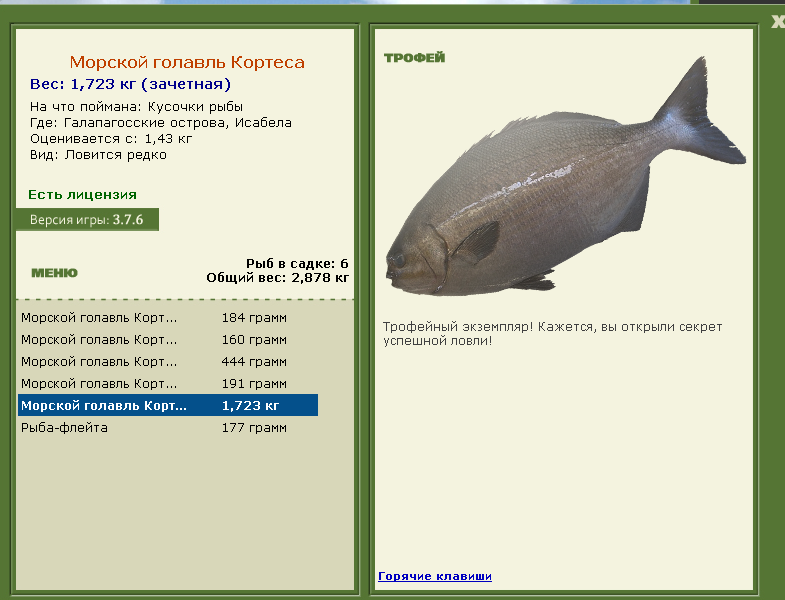 Морской голавль Кортеса 