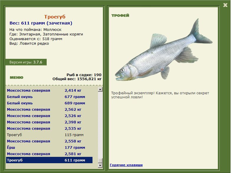 Затопленные коряги 