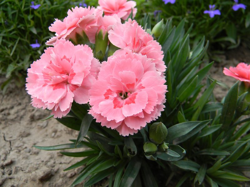 Гвоздика Dianthus Doris