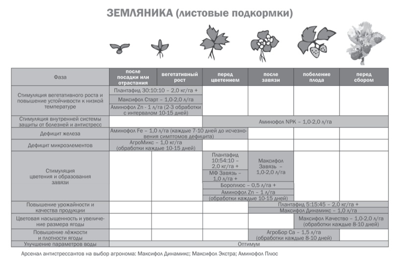 Схема подкормки земляники садовой